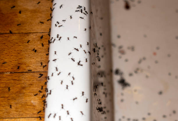  Vestavia Hills, AL Pest Control Pros